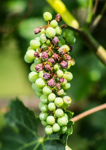 30 July 2019, Hessen, Geisenheim: Grapes cultivated in experiments at the Geisenheim University of Applied Sciences show sunburn. Photo: Andreas Arnold\/