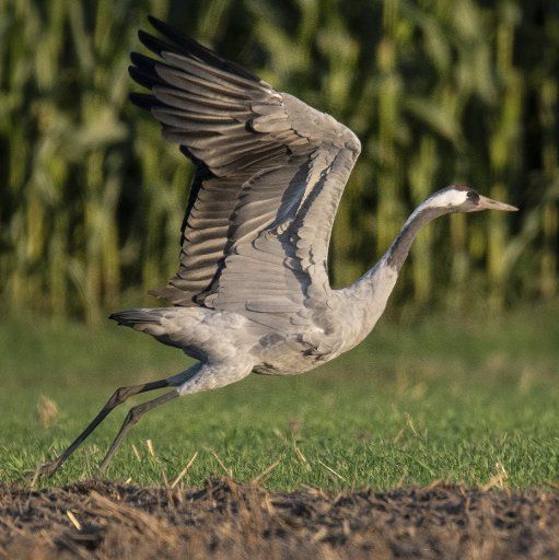 22 August 2019, North Rhine-Westphalia, Frille: A crane flies up from a field. While a majority of the impressive animals spend the winter in southern climes, individual breeding pairs also remain in East Westphalia during the cold season. Photo: Boris Roessler\/