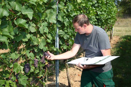 27 August 2019, Thuringia, Kromsdorf: Martin Gurks, main vine conservation officer of the Freyburg-Unstrut e.G. winegrowers\