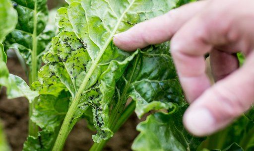 13 June 2019, Baden-Wuerttemberg, Ditzingen: Farmer Fritz Riesch points to aphids on his sugar beet field, which have settled on beet leaves. (to dpa: "A heart for beet - bitter times for sugar producers") Photo: Christoph Schmidt\/