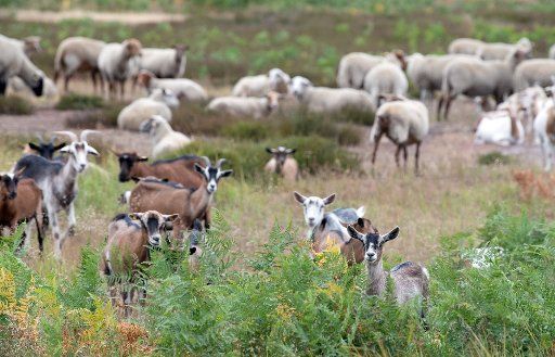 08 July 2019, Brandenburg, Doberlug-Kirchhain: A herd of goats and sheep on the natural heritage site Weißhaus. Photo: Soeren Stache\/