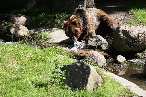 24 July 2019, Hamburg: Kamchatka bear Leonid licks an ice bomb filled with fish in the Hagenbeck Zoo during summer temperatures. Photo: Bodo Marks\/