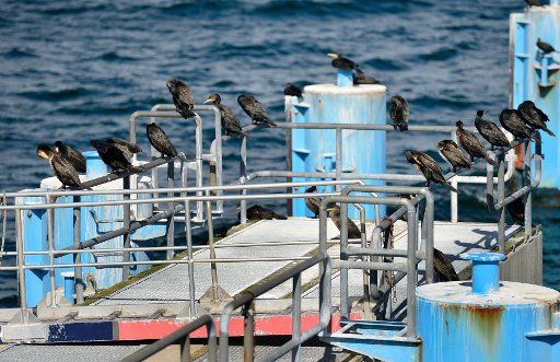 14 September 2019, Mecklenburg-Western Pomerania, Rügen: Cormorants clean and care for themselves on the railing of a landing stage on the island of Rügen in the Baltic Sea. Photo: Volkmar Heinz\/dpa-Zentralbild\/