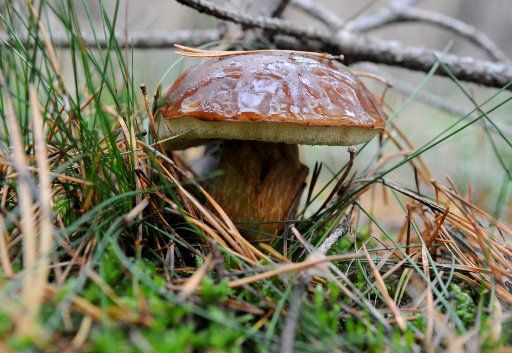 17 October 2019, Brandenburg, Freienbrink: Despite the very dry summer of 2019, many mushrooms grow in September and October after the abundant rainfall and quite high temperatures. As here on 17.10.2019 in a wood near Freienbrink, you will find many chestnuts. Photo: Thomas Uhlemann\/dpa-zentralbild\/