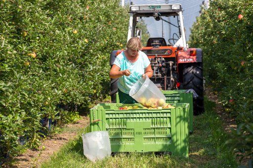 23 August 2019, Saxony, Stolpen: An employee empties picking bags on the apple plantation into a large crate at the Menzel orchard. Photo: Daniel Schäfer\/dpa-Zentralbild\/