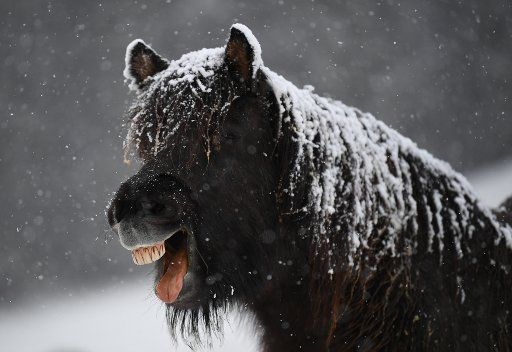 18 November 2019, Baden-Wuerttemberg, Feldberg im Schwarzwald: A horse stands with snow on a meadow and sticks out his tongue. Photo: Patrick Seeger\/