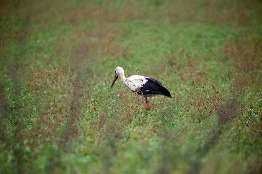 03 December 2019, Berlin: At temperatures around freezing, a white stork, also known as a rattling stork, searches for food on a meadow in Biesdorf. A not everyday sight, since the stork is a migratory bird and usually starts its flight in the middle to end of August in the winter quarter to Africa. Photo: Wolfgang Kumm\/