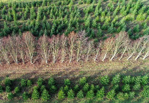 04 December 2019, Brandenburg, Tempelberg: A Christmas tree plantation on the premises of the forest tree nursery Lürssen (aerial photo with a drone). Around 5,000 trees such as blue spruce, Serbian spruce, Nordmann fir and coastal fir stand on the site. Here everyone can cut his chosen tree himself. Photo: Patrick Pleul\/dpa-Zentralbild\/