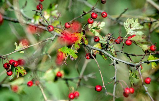 26 October 2019, Lower Saxony, Liebenau: Red berries grow on a hawthorn bush in a field. Hawthorns are a genus of shrubs or small trees of the pome fruit family within the rose family. Photo: Hauke-Christian Dittrich\/