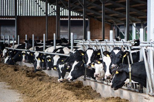 22 January 2020, Hessen, Edermünde: Cows stand in the barn on Carsten Steinhagen\