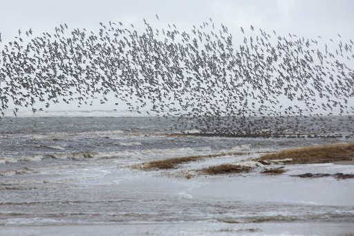 11 February 2020, Schleswig-Holstein, St. Peter-Ording: A flock of birds flies at rising water on the beach of St. Peter-Ording. In the afternoon a storm surge is expected again on the German North Sea coast. Photo: Bodo Marks\/
