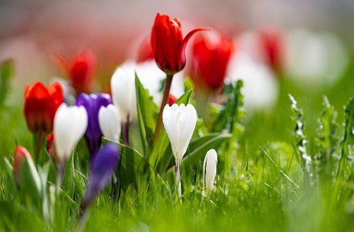 08 March 2020, Lower Saxony, Hameln: Tulips and crocuses stand in a flowerbed in front of the town hall in Hameln. Photo: Peter Steffen\/