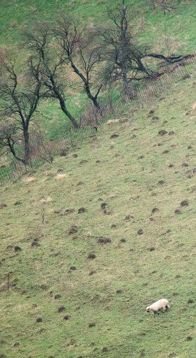10 March 2020, Lower Saxony, Schaumburg: A sheep grazes on a steep meadow. Photo: Julian Stratenschulte\/