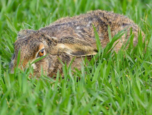 11 March 2020, Brandenburg, Hackenow: A hare (Lepus europaeus) lies motionless very close to the ground in a field in the Oderbruch so that it cannot be recognized. Photo: Patrick Pleul\/dpa-Zentralbild\/