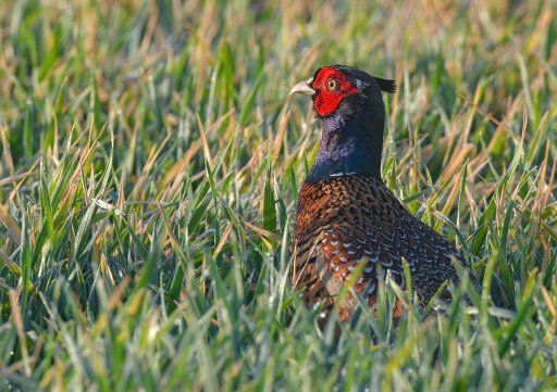 11 April 2020, Brandenburg, Sachsendorf: With its brightly coloured plumage, a male pheasant (Phasianus colchicus) stands at the edge of a field in the Oderbruch. Photo: Patrick Pleul\/dpa-Zentralbild\/