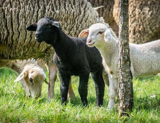 12 April 2020, Hessen, Friedberg: A black and a white lamb stand on Easter Sunday on an orchard in the Ockstadt district among the other animals of the herd. Photo: Frank Rumpenhorst\/
