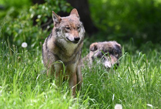 02 June 2020, Schleswig-Holstein, Großenaspe: Wolves run through the enclosure in Eekholt Game Park. Photo: Carsten Rehder\/