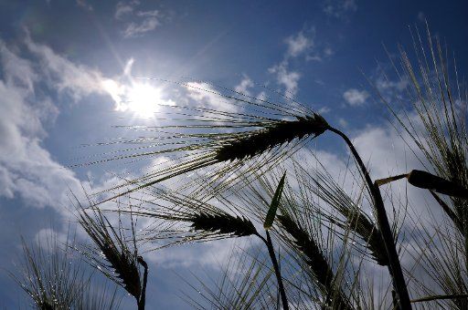 06 June 2020, North Rhine-Westphalia, Duisburg: The sun is shining after a rain shower on the ears of winter barley in a field near Duisburg. Photo: Martin Gerten\/
