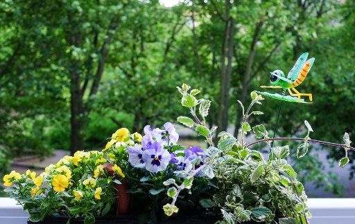06 June 2020, Berlin: A balcony box with pansies, horned violets and an incense plant is decorated with a movable decorative item. Photo: Jens Kalaene\/dpa-Zentralbild\/