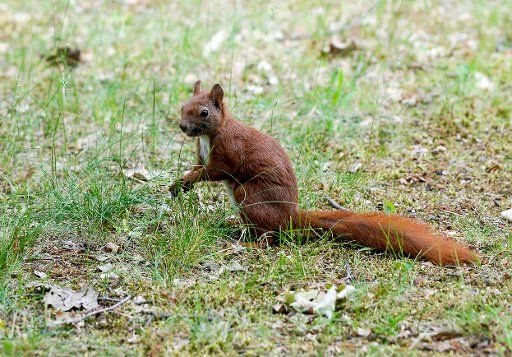 10 June 2020, Berlin: A squirrel in a meadow. Photo: Jens Kalaene\/dpa-Zentralbild