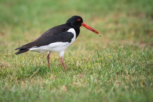 19 June 2020, Bremen, Bremerhaven: An oystercatcher is looking for insects in a meadow. Photo: Sina Schuldt