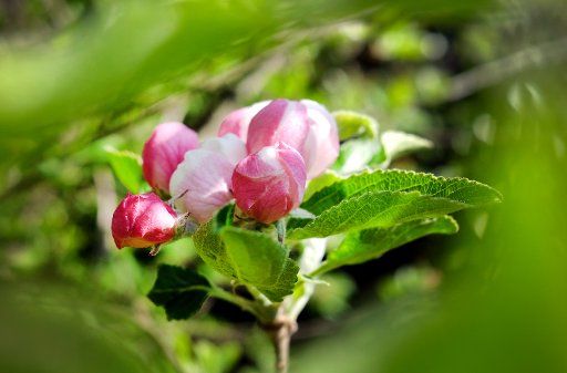 18 April 2020, North Rhine-Westphalia, Duisburg: The first blossoms begin to bloom on an apple tree. Photo: Martin Gerten\/