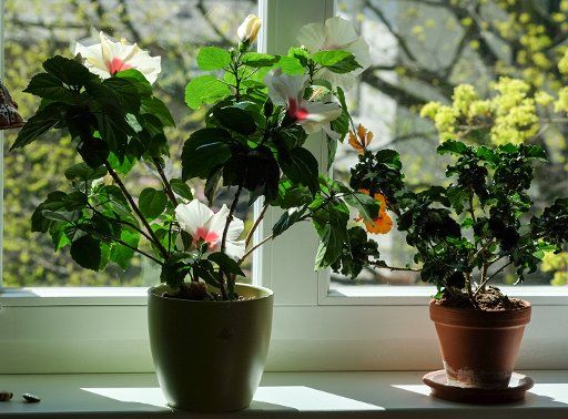 18 April 2020, Berlin: Hibiscus plants stand in pots on a windowsill. Photo: Jens Kalaene\/dpa-Zentralbild\/