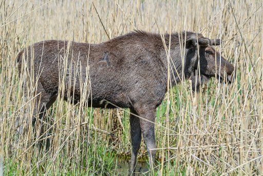 08 May 2020, Brandenburg, Groß Schönebeck: The bull moose "Anton" stands in the high reeds in the enclosure in the game park Schorfheide. Photo: Patrick Pleul\/dpa-Zentralbild\/
