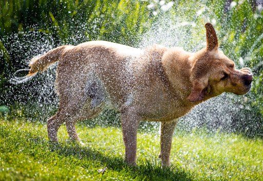 31 July 2020, Mecklenburg-Western Pomerania, Demmin: The Labrador "Nero" shakes the water out of his fur after a refreshing bath in the river Peene. In Northern Germany a warm summer day is expected today. Photo: Jens Büttner\/dpa-Zentralbild\/dpa