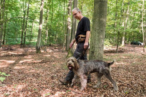 07 August 2020, Schleswig-Holstein, Fredeburg: Henner Niemann, head of the Kreisforsten Herzogtum Lauenburg, is looking for a dead wild boar in the forest with his dog "Wilma" of the breed Spinone Italiano. With trained search dogs, the Duchy of Lauenburg District wants to prevent the spread of African swine fever in Schleswig-Holstein from September. (to dpa "Catching dogs should stop swine fever") Photo: Daniel Bockwoldt\/dpa