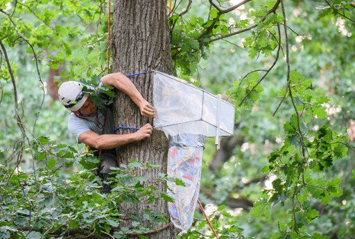 28 July 2020, Hessen, Mörfelden: Josia Ohlig, tree climber, attaches a trap at the exit of the bat cave. For about 20 years, biologists have been regularly investigating the development of the bat population in a forest area near Mörfelden-Walldorf. (zu dpa summer series "Night shift" "Bat researcher: Working at night in the forest enriches the living environment" by Andrea Löbbecke) Photo: Andreas Arnold\/dpa