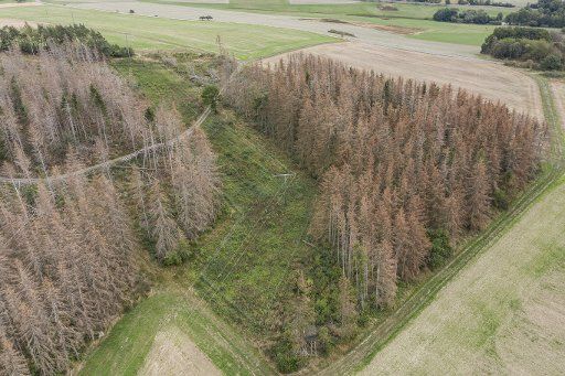 30 August 2020, Hessen, Merzhausen: Dead spruce trees stand in a wooded area near Merzhausen (aerial photograph taken with a drone). In addition to climatic changes, the trees are also suffering from a severe infestation by bark beetles. Photo: Boris Roessler\/dpa