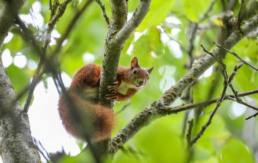 06 September 2020, Baden-Wuerttemberg, Heiligkreuztal: A squirrel sits on a branch in a tree and looks into the photographer\
