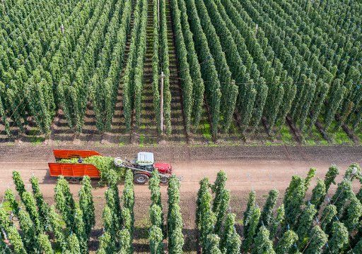 07 September 2020, Saxony-Anhalt, Weddegast: A tractor with a ripper drives the harvest through the rows of the hop garden of the Agrargenossenschaft Baalberge e.G. to the farm. The harvest of the cones is in full swing. In 2018 hops were grown on more than 1500 hectares of land in the hop-growing area of the Elbe-Saale Hop Plant Association. (Aerial view with a drone) Photo: Jan Woitas\/dpa-Zentralbild\/dpa