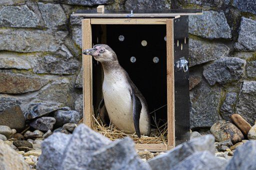 02 July 2020, Saxony, Hoyerswerda: A Humboldt penguin comes out of a transport crate into the newly designed facility at Hoyerswerda Zoo. He is part of the new 10-member Humboldt Penguin group that came to Hoyerswerda from France and from the Zoo in Halle. Photo: Robert Michael\/dpa-Zentralbild