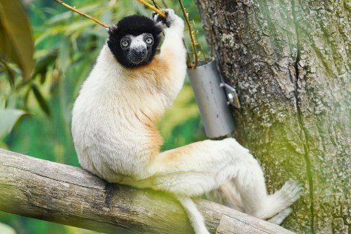 10 July 2020, Baden-Wuerttemberg, Heidelberg: A Sifaka sits on the branch of a tree in his enclosure at the zoo. Photo: Uwe Anspach