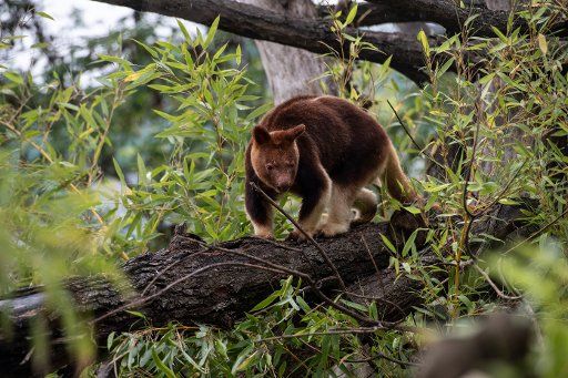 15 July 2020, Berlin: A tree-kangaroo climbs around on a tree trunk in the Alfred-Brehm-Haus in the Berlin Zoo. After two years of renovation, the renovated Alfred-Brehm-Haus in Berlin Zoo opens its doors to visitors. Tree kangaroos live in rainforests. Photo: Paul Zinken\/dpa-Zentralbild\/dpa - ATTENTION: This photo has already been sent by dpa via