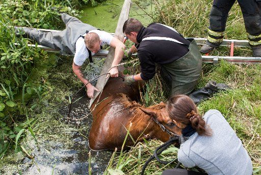 22 July 2020, Hamburg: Firefighters prepare the rescue of the gelding D\
