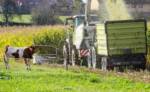 09 October 2020, Baden-Wuerttemberg, Reutlingendorf: A maize field is harvested with a maize chopper and a tractor team next to a cow pasture. Photo: Thomas Warnack\/dpa - ATTENTION: Trailer license plate(s) has (have) been pixelated for legal reasons