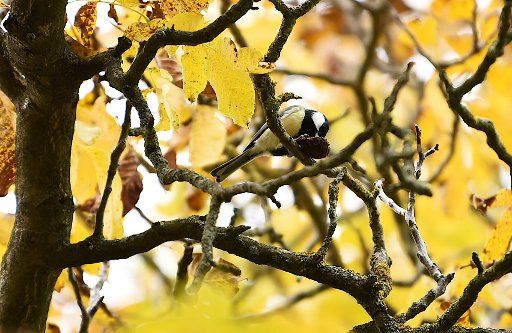 23 October 2020, Berlin: A great tit sits on a branch between autumnally discoloured leaves and eats a walnut. Photo: Kira Hofmann\/dpa-Zentralbild\/dpa