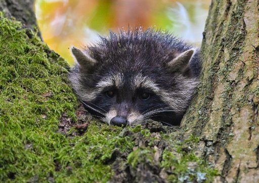30 October 2020, Brandenburg, Briesen: A young raccoon (Procyon lotor) can be seen in the rain on a tree in a garden. Some animals find particularly good living conditions near humans - but not all are desirable. Photo: Patrick Pleul\/dpa-Zentralbild\/ZB