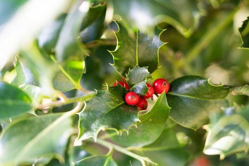 03 November 2020, Berlin: Red berries surrounded by thorny, rich green leaves are characteristic of the European holly. The evergreen deciduous tree species, Ilex aquifolium, is also known as wild thistle or Christ thorn and has been declared "Tree of the Year 2021". Photo: Christophe Gateau\/dpa
