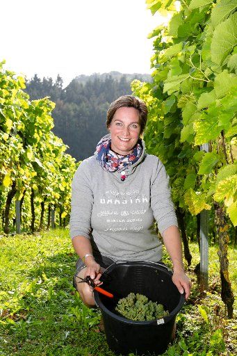 23 September 2020, Schleswig-Holstein, Malente-Malkwitz: Melanie Engel, owner of the Ingenhof, looks into the camera during the harvest on the vineyard. Commercial viticulture in Schlesig-Holstein is still manageable. But the area under cultivation is growing. Now the winegrowers have started harvesting in the northernmost federal state. (to dpa "Grape harvest in Schleswig-Holstein started - good quality expected") Photo: Frank Molter\/dpa