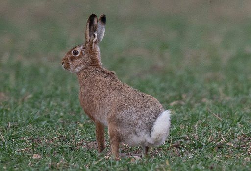 26 January 2021, Hessen, Nieder-Erlenbach: A brown hare runs across a field. Unlike rabbits, hares do not dig underground burrows. The weather is expected to continue to show its uncomfortable side in the coming days. Photo: Boris Roessler\/dpa