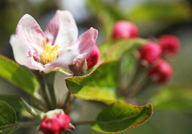 20 April 2021, North Rhine-Westphalia, Aachen: Blossoms rise on an apple tree in the sun. The fruit blossom has started, the first apple trees are blooming. Photo: Oliver Berg\/dpa