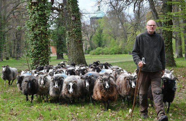 06 May 2021, Brandenburg, Potsdam: Shepherd Björn Hagge leads his flock to a grazing area in Sanssouci Park. In support of garden monument and landscape conservation, the animals are a contribution to nature conservation. Photo: Bernd Settnik\/dpa\/dpa-Zentralbild