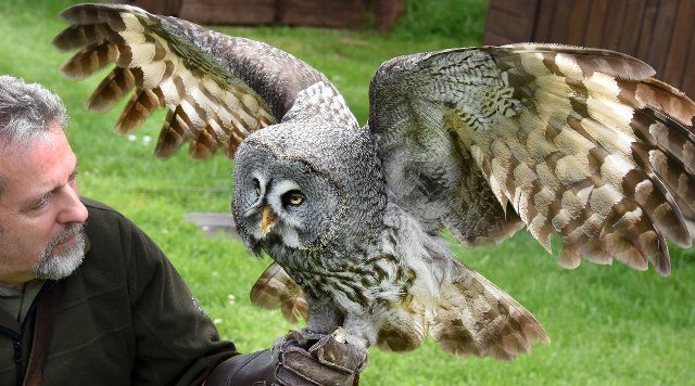 08 May 2021, Saxony-Anhalt, Wörlitz: Although no air shows are currently allowed to take place due to the pandemic, Bruno the Great Horned Owl has to keep to his training time every day with falconer Jim Ohle in Wörlitz Park. The owl is one of 16 birds of prey that must maintain their routine for the performances and have no interruptions. The trained carpenter has made his hobby a profession for 15 years and now hopes with his eagles, vultures, buzzards, hawks and owls soon openings for his air shows. Photo: Waltraud Grubitzsch\/dpa-Zentralbild