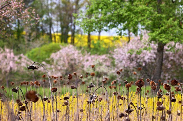 10 May 2021, Bavaria, Werneck: Withered sunflowers stand between blossoming fruit trees and rape in the Lower Franconian district of Schweinfurt. Photo: Karl-Josef Hildenbrand\/dpa