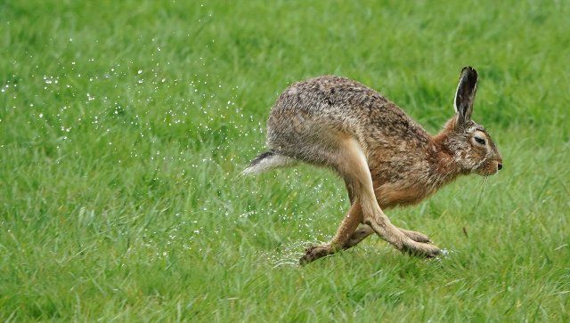 11 May 2021, Schleswig-Holstein, Pellworm: Water splashes into the air as a brown hare runs across a meadow on the North Sea island of Pellworm. Photo: Marcus Brandt\/dpa