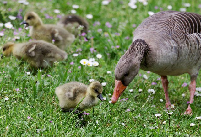12 May 2021, North Rhine-Westphalia, Cologne: A greylag goose walks across a meadow with young. Photo: Oliver Berg\/dpa